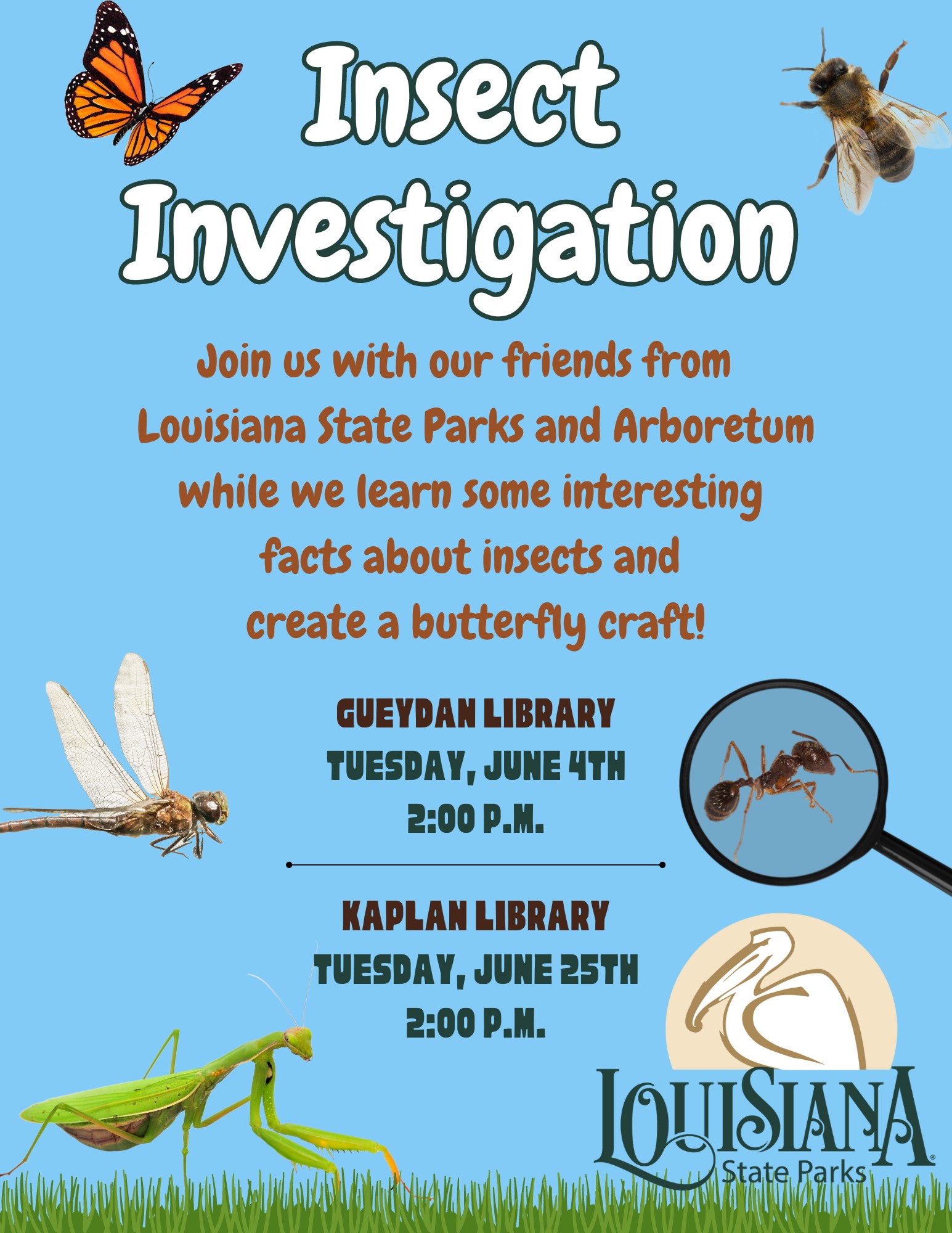 Insect Investigation